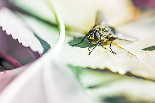 Cluster Fly Standing Atop Stacked Intersecting Leaves (Rainbow Tint)
