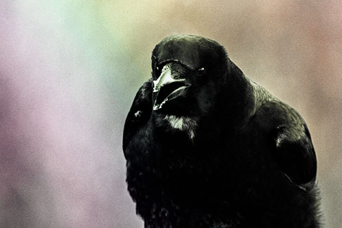 Cold Snow Beak Crow Cawing (Rainbow Tint Photo)
