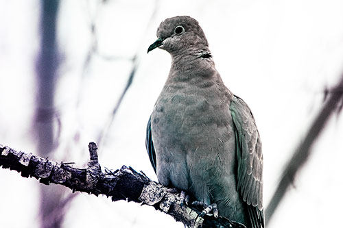 Collared Dove Perched Atop Peeling Tree Branch (Rainbow Tint Photo)