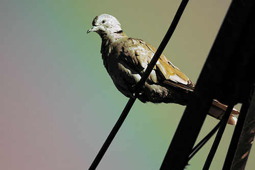 Collared Dove Perched Atop Wire (Rainbow Tint Photo)