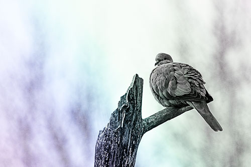 Collared Dove Sitting Atop Broken Tree (Rainbow Tint)
