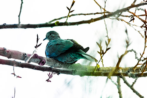 Collared Dove Sitting Atop Tree Branch (Rainbow Tint Photo)