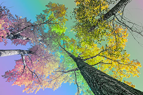 Colorful Towering Autumn Trees Among Clear Sky (Rainbow Tint)