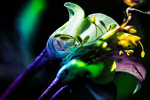 Columbine Flower Face Embracing Sunlight (Rainbow Tint)