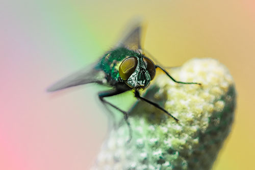 Confused Blow Fly Tilts Head Atop Coneflower (Rainbow Tint)