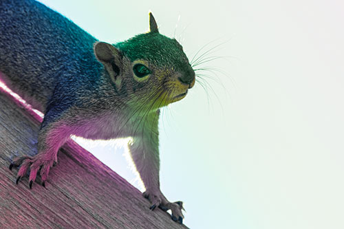 Confused Head Tilting Squirrel Standing Along Wooden Pole (Rainbow Tint)