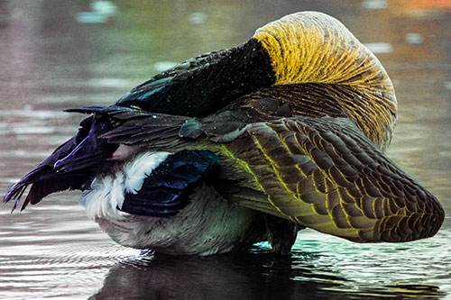 Contorting Canadian Goose Playing Peekaboo (Rainbow Tint Photo)