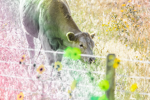 Cow Snacking On Grass Behind Fence (Rainbow Tint Photo)