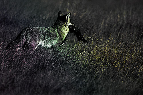 Coyote Heads Towards Forest Carrying Dead Animal Carcass (Rainbow Tint Photo)