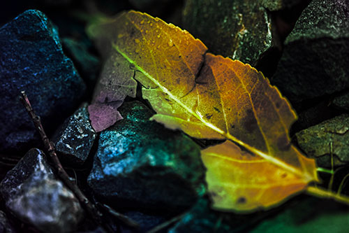 Cracked Soggy Leaf Face Rests Among Rocks (Rainbow Tint Photo)