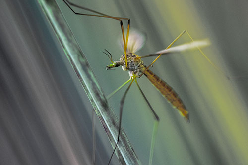Crane Fly Clinging Ahold To Grass Blade (Rainbow Tint)