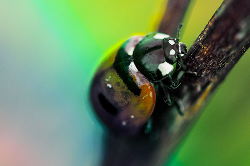Crawling Ladybug Climbing Up Plant Stem (Rainbow Tint Photo)