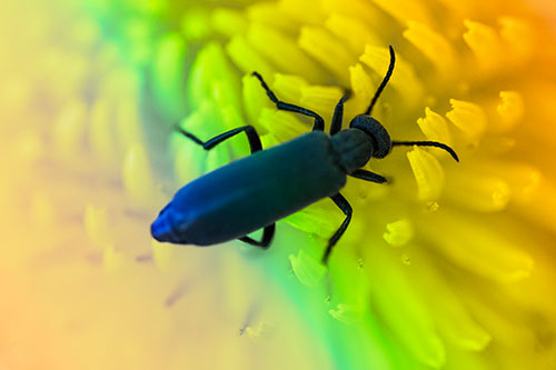 Crawling Oedemera Beetle Searching Atop Dandelion (Rainbow Tint)