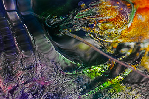Crayfish Swims Against Rippling Water (Rainbow Tint Photo)