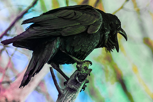 Croaking Raven Perched Atop Broken Tree Branch (Rainbow Tint Photo)