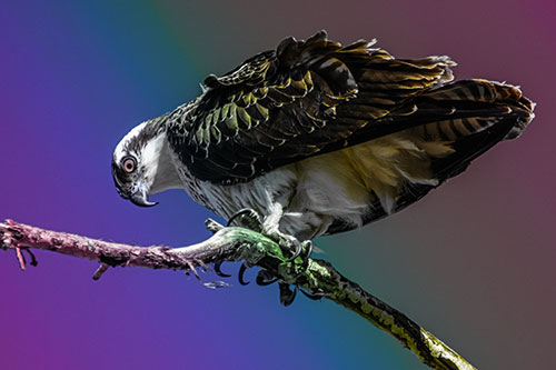 Crouching Osprey Hawk Looking Below Shredded Tree Branch (Rainbow Tint)