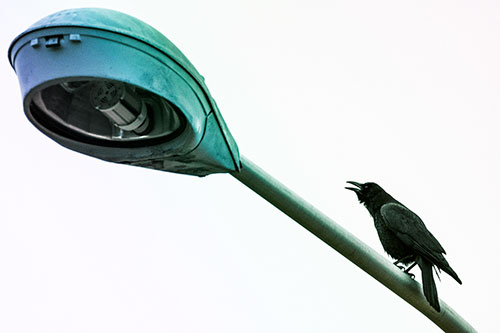 Crow Cawing Atop Sloping Light Pole (Rainbow Tint Photo)