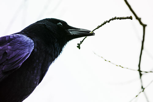 Crow Clasping Stick Among Tree Branches (Rainbow Tint Photo)
