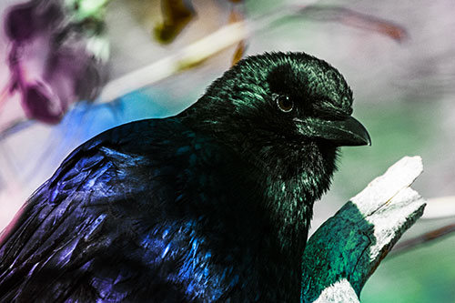 Crow Enjoys Sunshine Atop Broken Tree Branch (Rainbow Tint Photo)