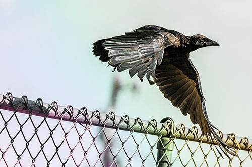 Crow Flying Over Chain Link Fence (Rainbow Tint)