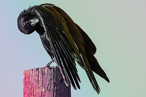 Crow Grooming Wing Atop Wooden Post (Rainbow Tint Photo)
