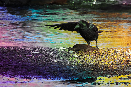 Crow Pointing Upstream Using Wing (Rainbow Tint Photo)