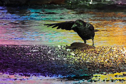 Crow Pointing Upstream Using Wing (Rainbow Tint)