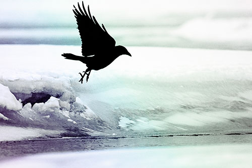 Crow Taking Flight Off Icy Shoreline (Rainbow Tint Photo)