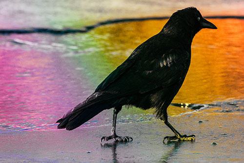 Crow Walking Along Frozen River Ice (Rainbow Tint)