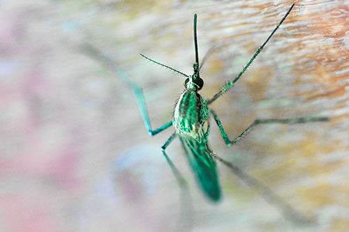 Culex Pipien Mosquito Resting Vertically (Rainbow Tint Photo)