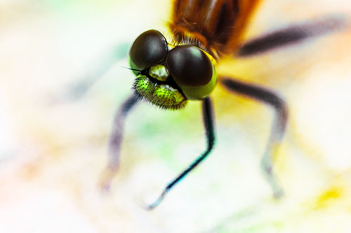 Curious Big Eyed Dragonfly Looks Above (Rainbow Tint Photo)