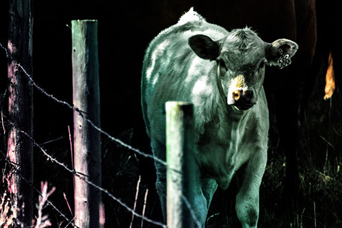 Curious Cow Calf Making Eye Contact (Rainbow Tint Photo)