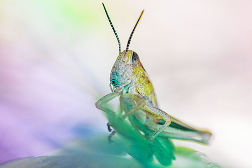 Curious Crouching Grasshopper Perched Atop Leaf Petal (Rainbow Tint)