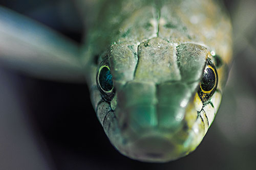 Curious Garter Snake Makes Direct Eye Contact (Rainbow Tint Photo)