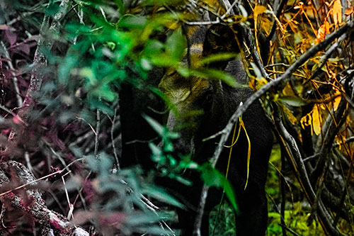 Curious Moose Looking Around (Rainbow Tint Photo)