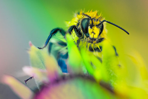 Damp Honey Bee Crawling Over Blanket Flower (Rainbow Tint)