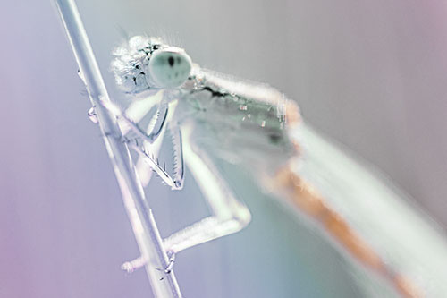 Damselfly Clamping Onto Grass Blade (Rainbow Tint)