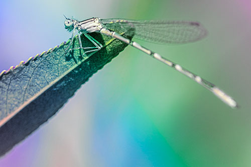 Damselfly Clamping Onto Leaf Petal Edge (Rainbow Tint)