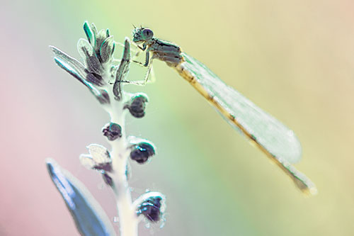 Damselfly Clings Ahold Plant Top (Rainbow Tint)