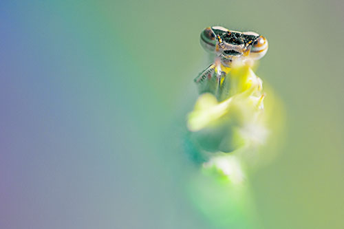 Damselfly Embraces Grass Blade Among Sunlight (Rainbow Tint)