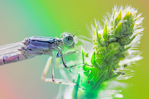 Damselfly Perched Among Fuzzy Plant (Rainbow Tint)