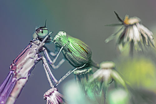 Damselfly Rubbing Eye Among Horseweeds (Rainbow Tint)