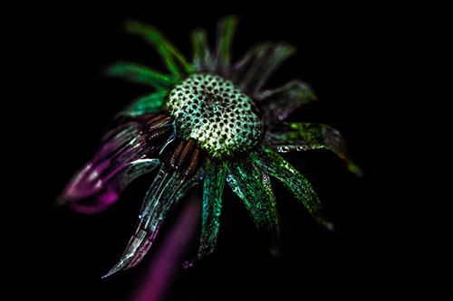 Dead Dewy Rotting Salsify Flower (Rainbow Tint Photo)