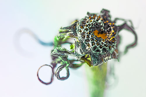 Dead Dry Gumplant Shriveling Among Cold (Rainbow Tint)