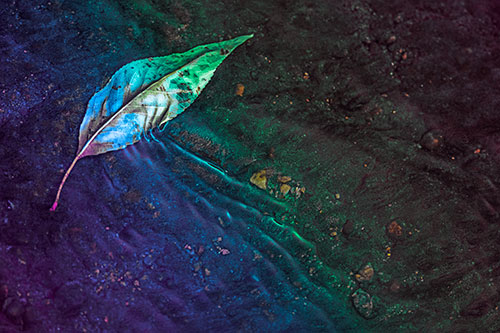 Dead Floating Leaf Creates Shallow Water Ripples (Rainbow Tint Photo)