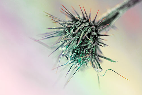 Dead Frigid Spiky Salsify Flower Withering Among Cold (Rainbow Tint Photo)