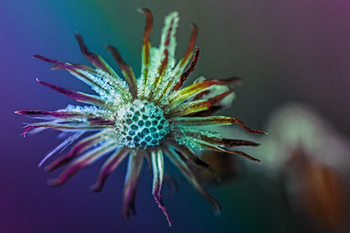 Dead Frozen Ice Covered Aster Flower (Rainbow Tint)