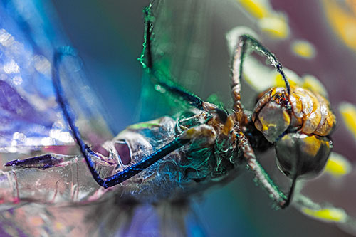 Dead Grotesque Dragonfly Peeling Eye Apart (Rainbow Tint)