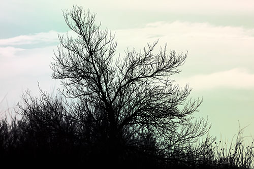Dead Leafless Tree Standing Tall (Rainbow Tint Photo)