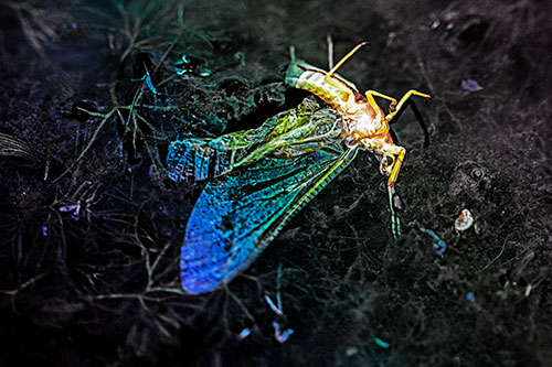 Dead Mayfly Rests Among Shallow Shore (Rainbow Tint)
